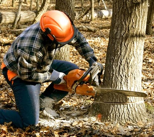 Tree Removal in Sheridan, TX